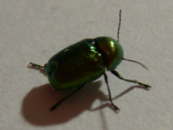 Cryptocephalus transiens